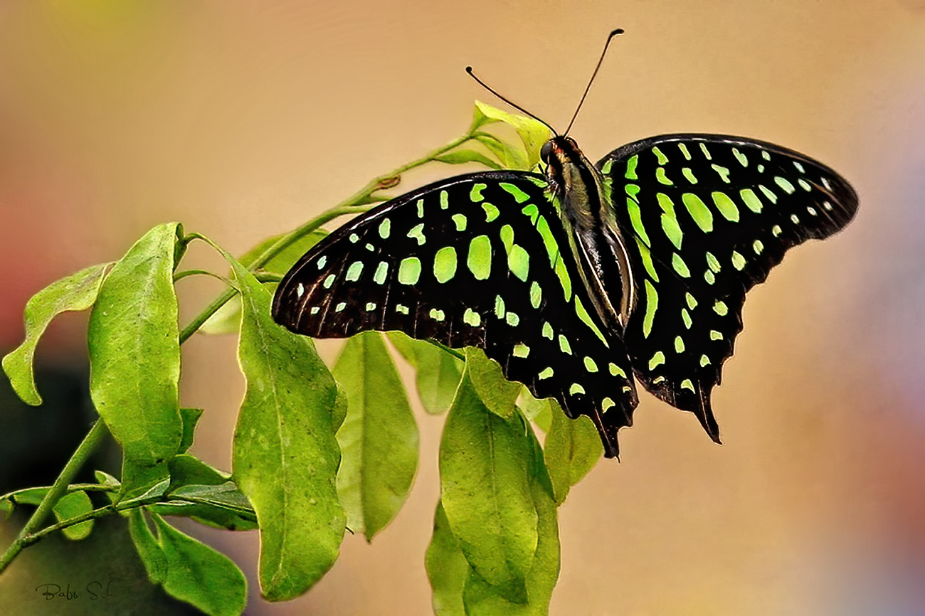 Tailed Jay