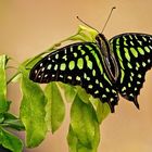 Tailed Jay