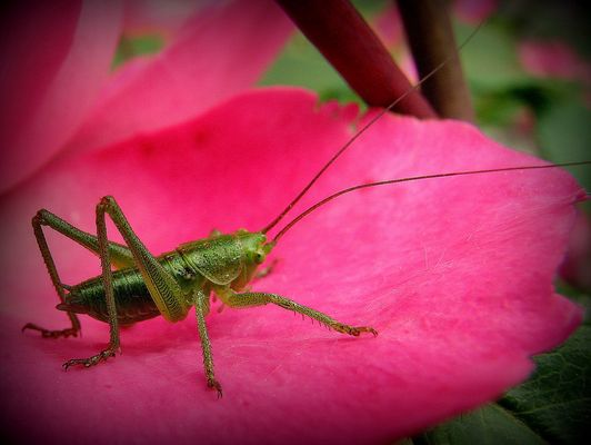 Taille 1 cm sur pètale de rose.