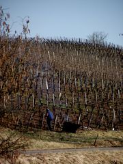 TAILLE DANS LE VIGNOBLE DE PASSENANS