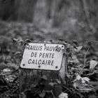 Taillis calcaire