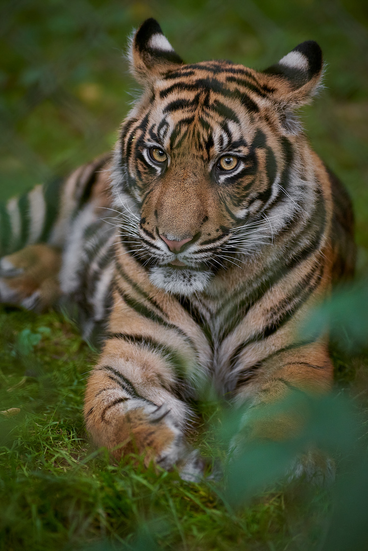 Tailor, einjähriger Sumatra Tiger aus dem NaturZoo Rheine