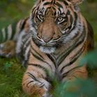 Tailor, einjähriger Sumatra Tiger aus dem NaturZoo Rheine