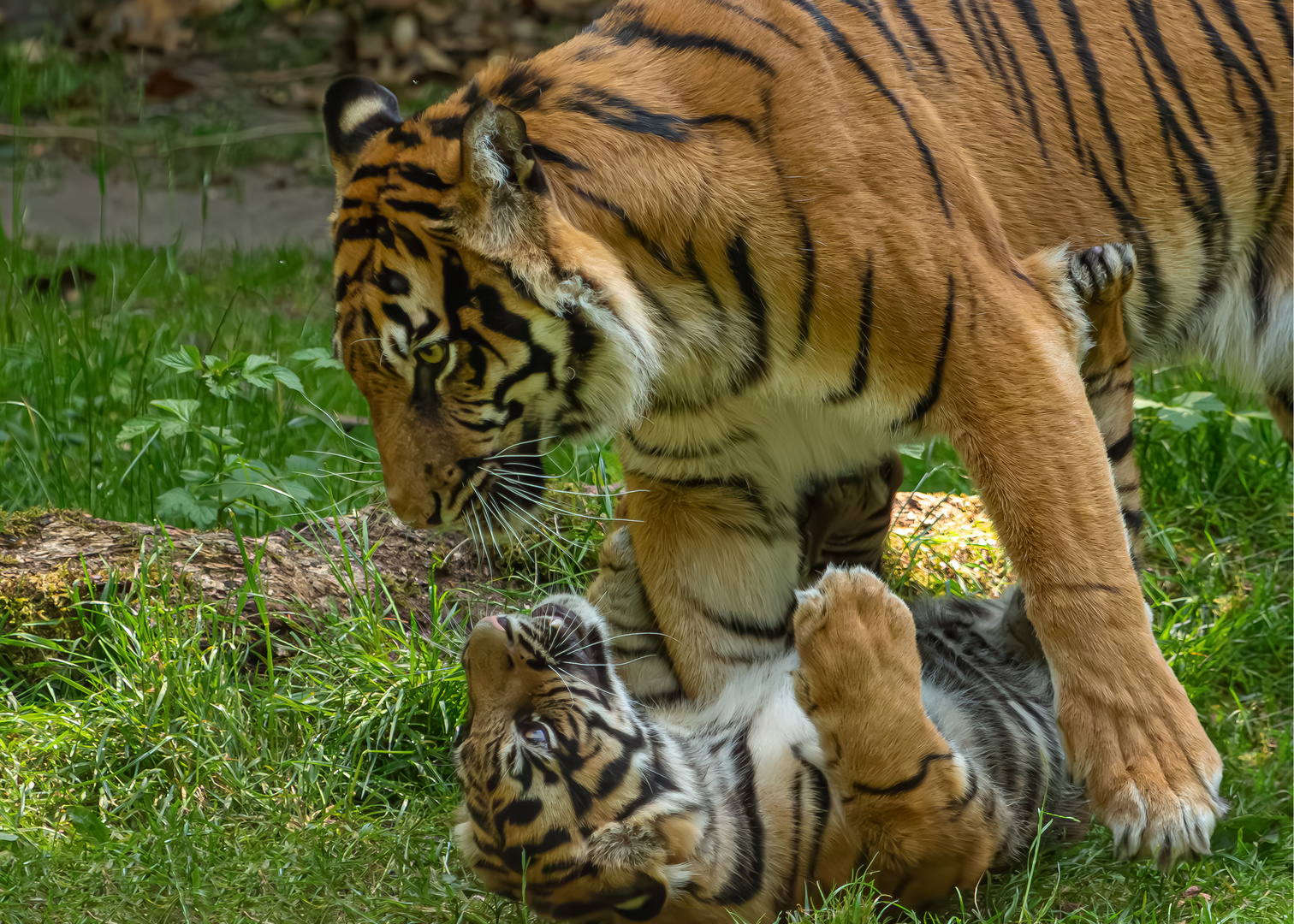 Tailor & Mama