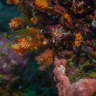 Tailspot Combtooth-Blenny