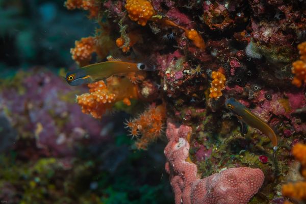 Tailspot Combtooth-Blenny