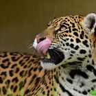 Taima - das neue Jaguarweibchen