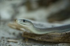 Taipan