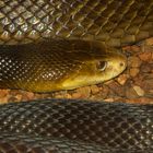 Taipan (Oxyuranus scutellatus)