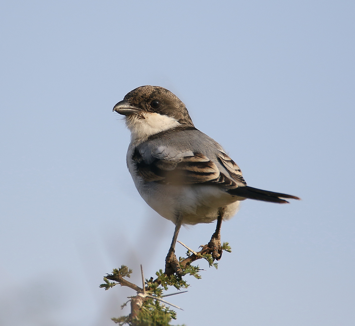 Taitawürger - Jungvogel