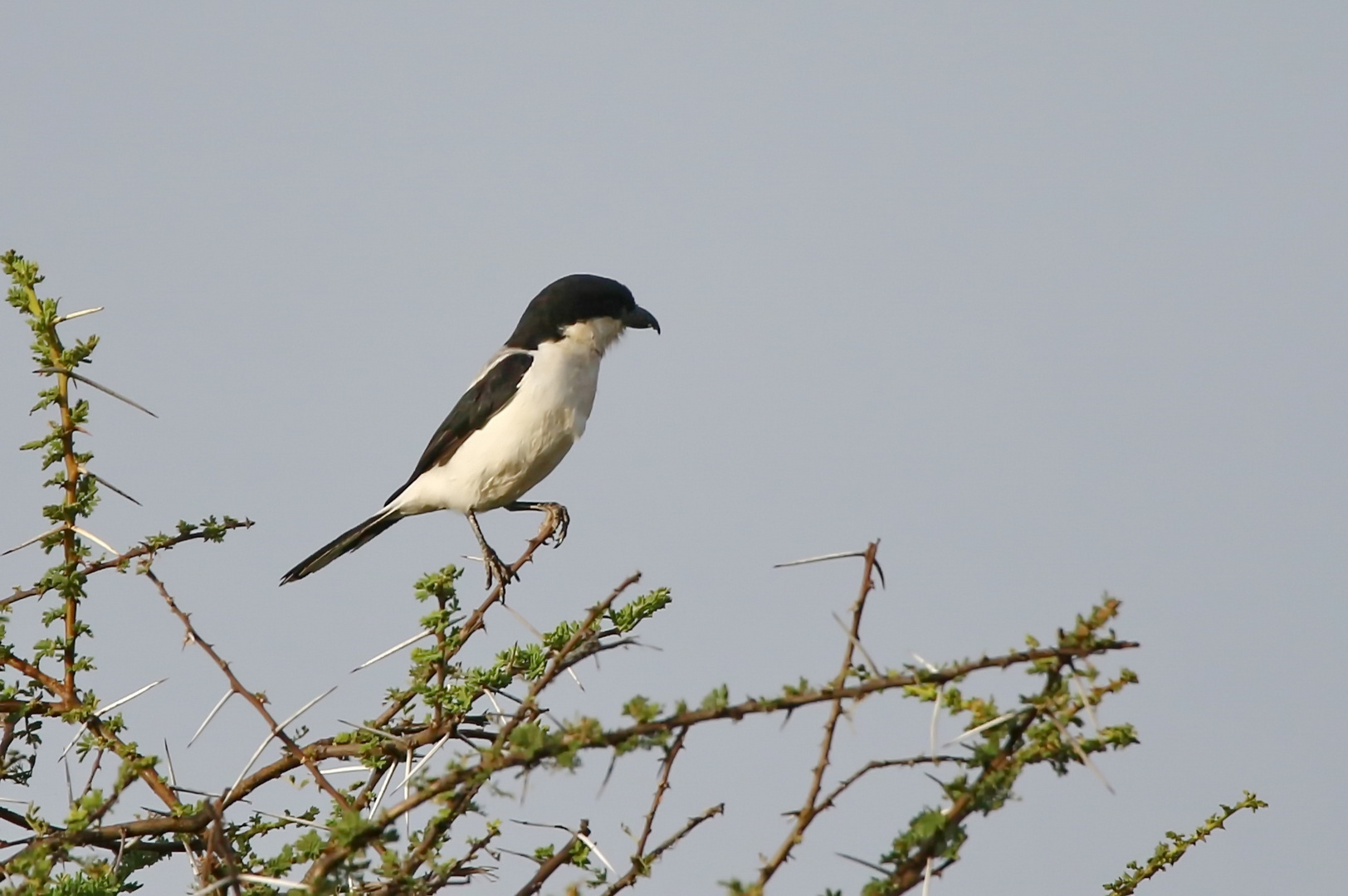 Taitawürger (Lanius dorsalis)