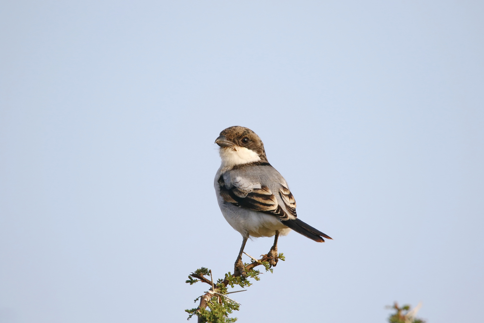 Taitawürger (Lanius dorsalis),juvenil