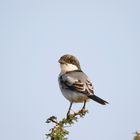 Taitawürger (Lanius dorsalis),juvenil