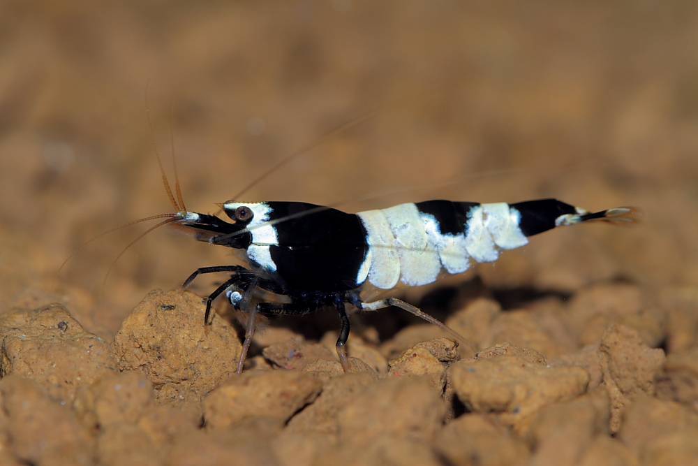 Taiwan Bee