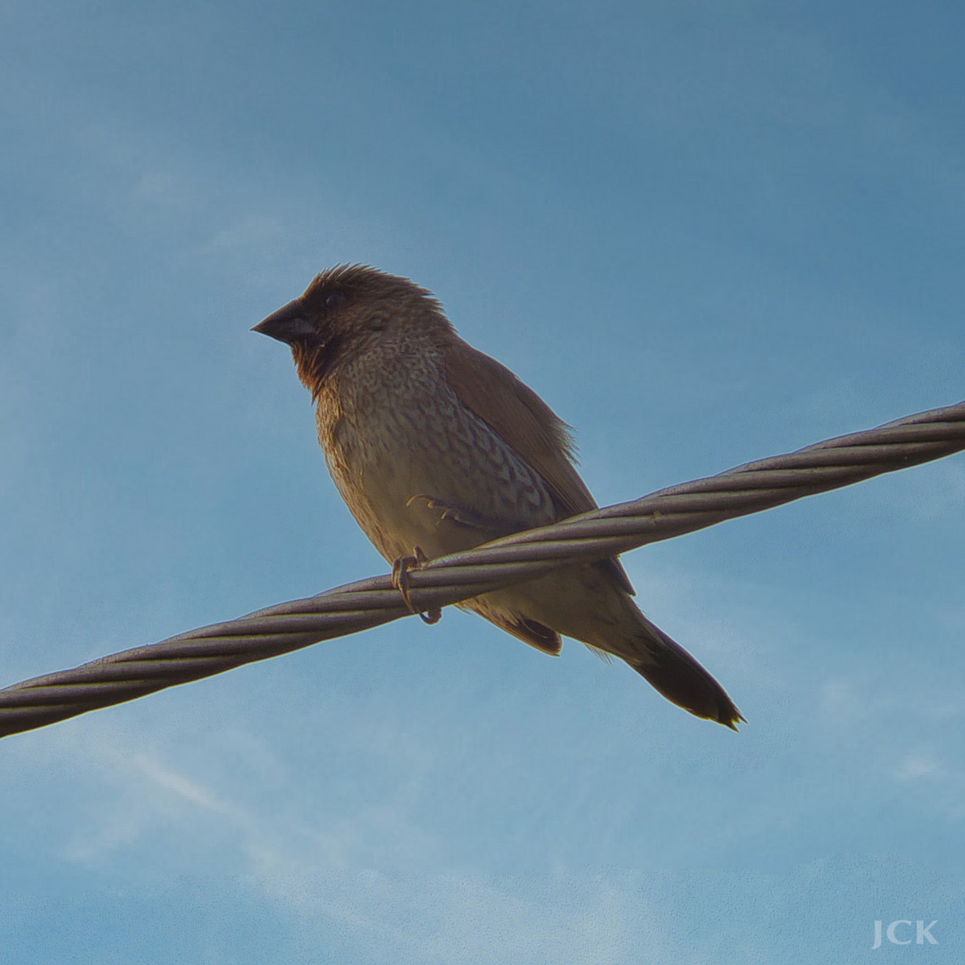 Taiwan Birds: Das Muskatbronzemännchen