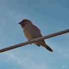 Taiwan Birds: Das Muskatbronzemännchen