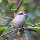 Taiwan Birds: Der Braunwürger