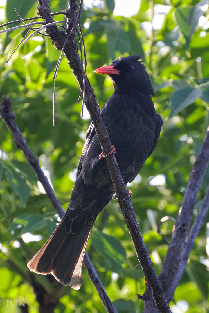 Taiwan Birds: Der China-Rotschnabelbülbül