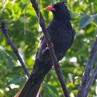 Taiwan Birds: Der China-Rotschnabelbülbül