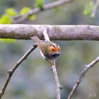 Taiwan Birds: Der Rostwangen-Dickichtsänger