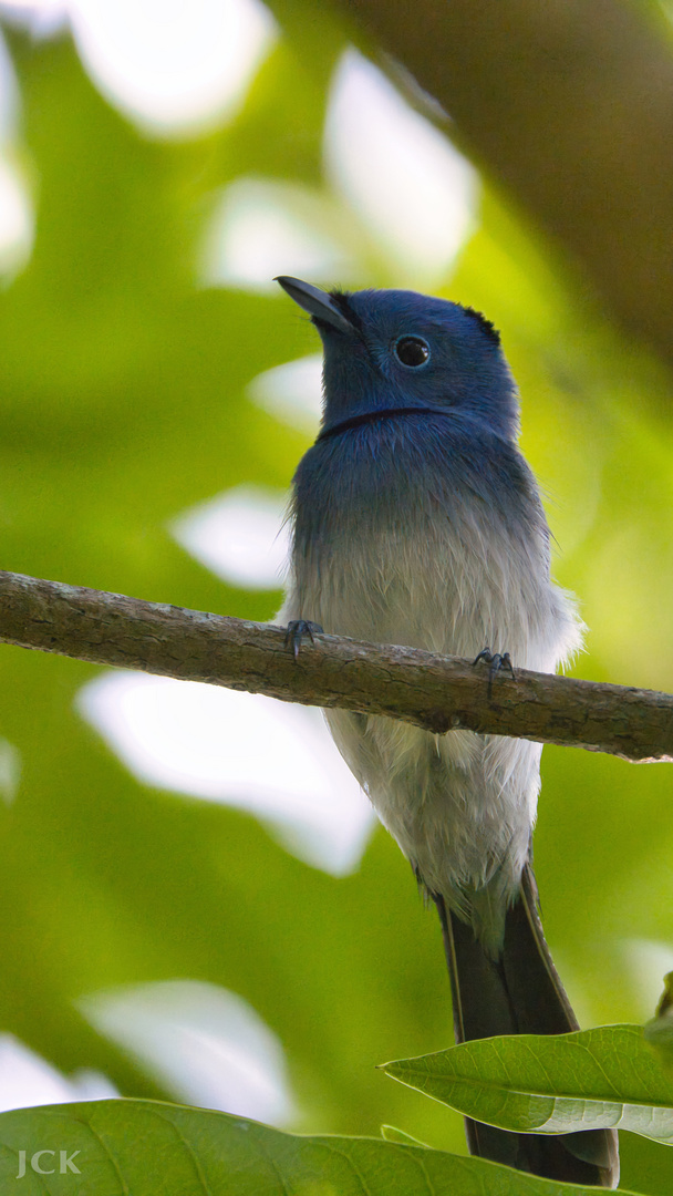 Taiwan Birds: Der Schwarznackenmonarch