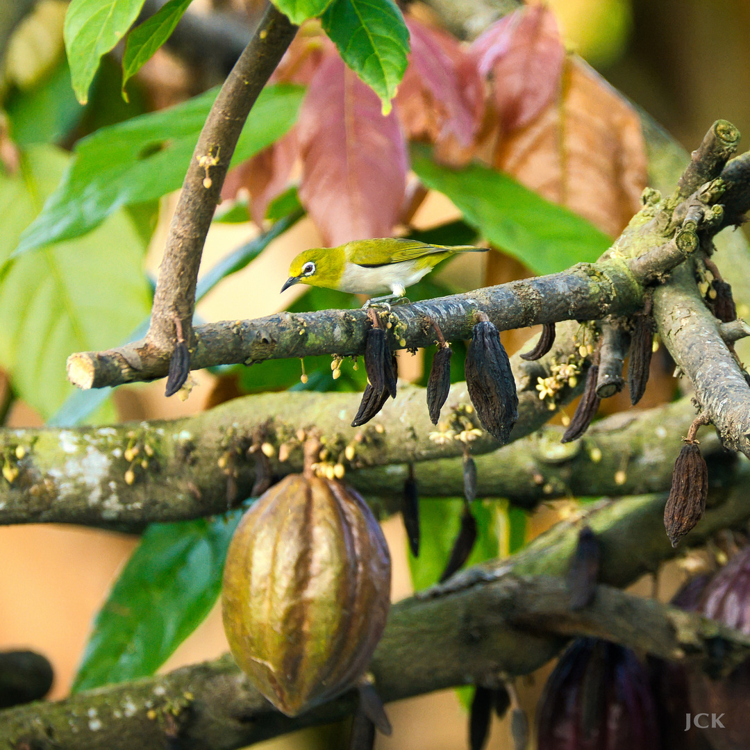 Taiwan Birds: Der Swinhoebrillenvogel