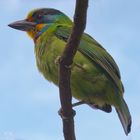 Taiwan Birds: Der Taiwanbartvogel