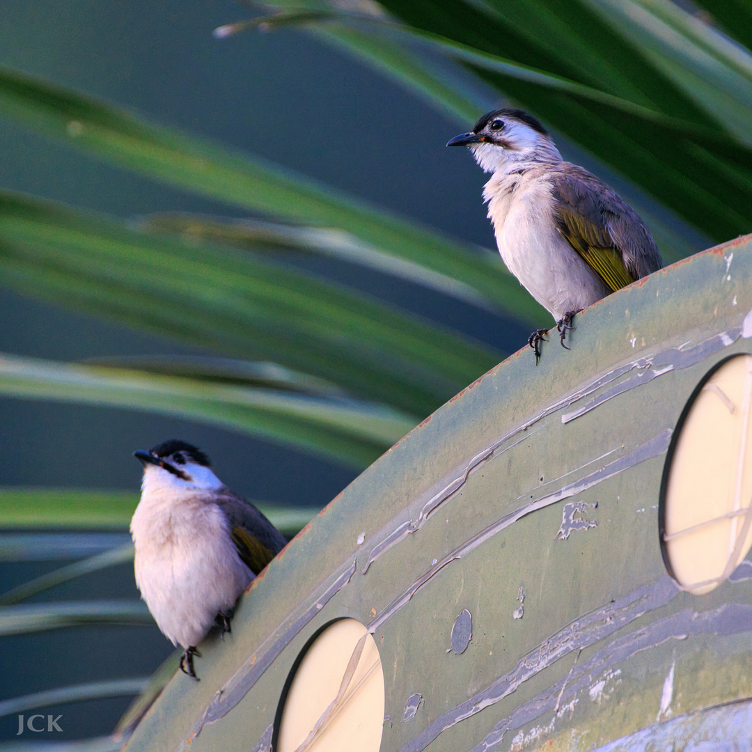 Taiwan Birds: Der Taiwanbülbül