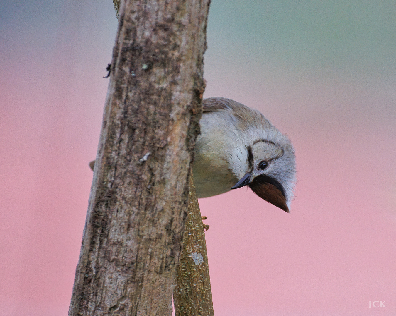 Taiwan Birds: Die Braunscheitelyuhina