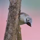 Taiwan Birds: Die Braunscheitelyuhina