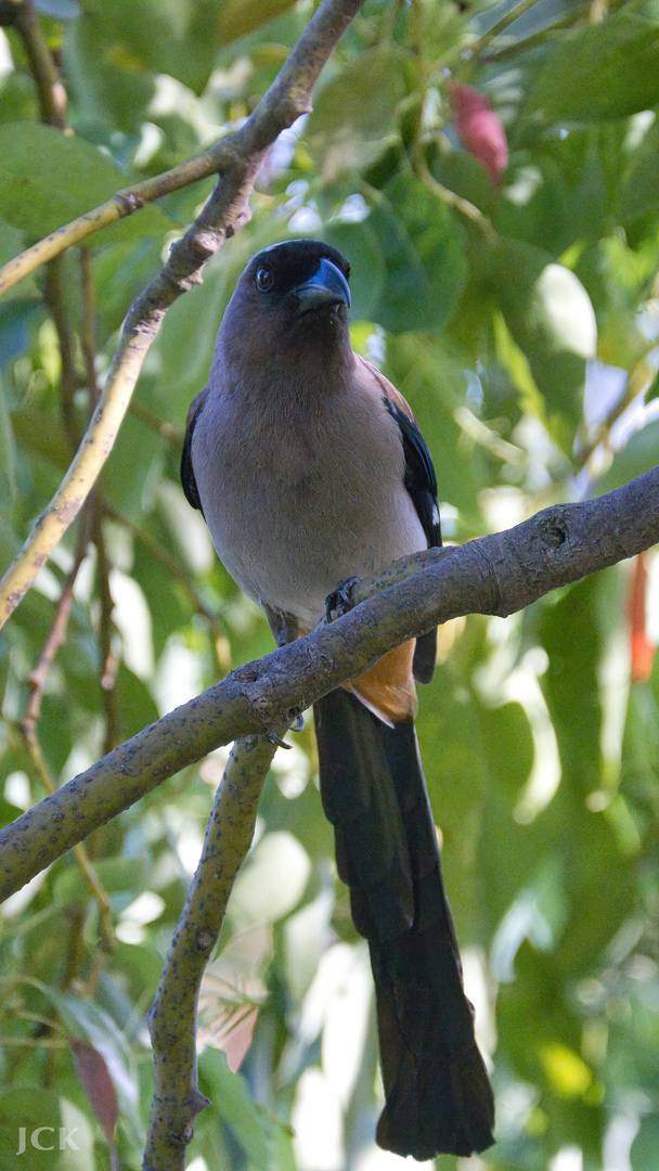 Taiwan Birds: Die Graubrust-Baumelster