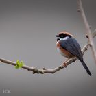 Taiwan Birds: Die Schwarzkehl-Schwanzmeise