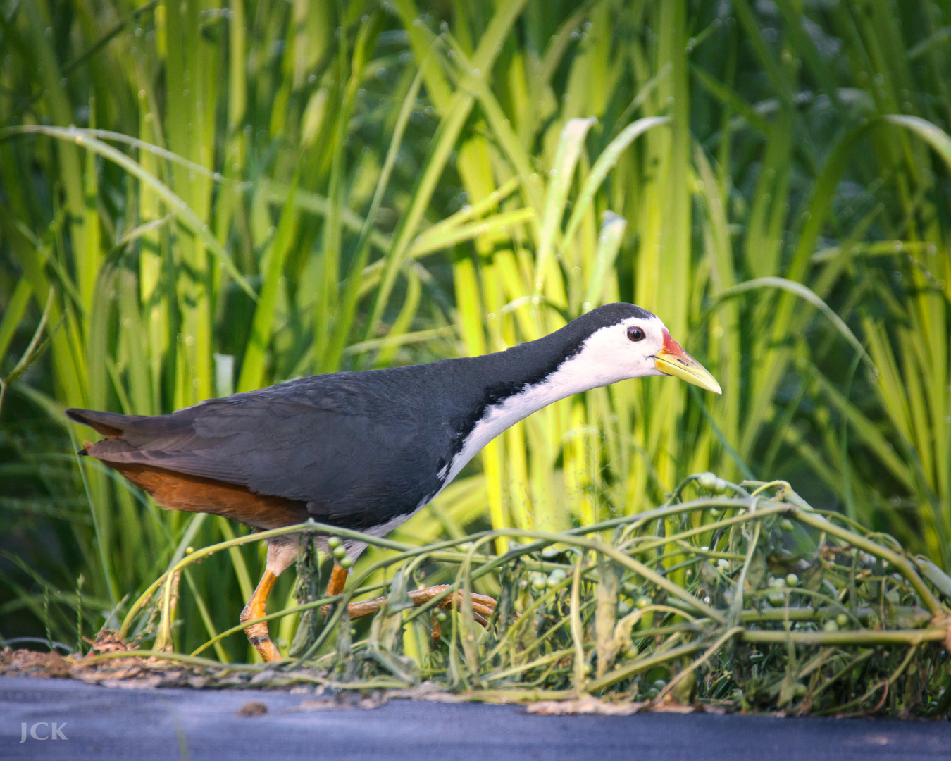 Taiwan Birds: Die Weißbrust-Kielralle