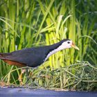 Taiwan Birds: Die Weißbrust-Kielralle