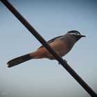 Taiwan Birds: Die Weißohrsibia