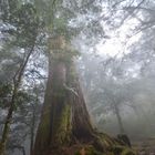 Taiwan Red Cypress