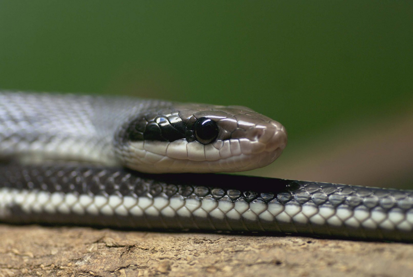 Taiwan-Schönnatter - fotografiert im Regensburg Reptilienzoo