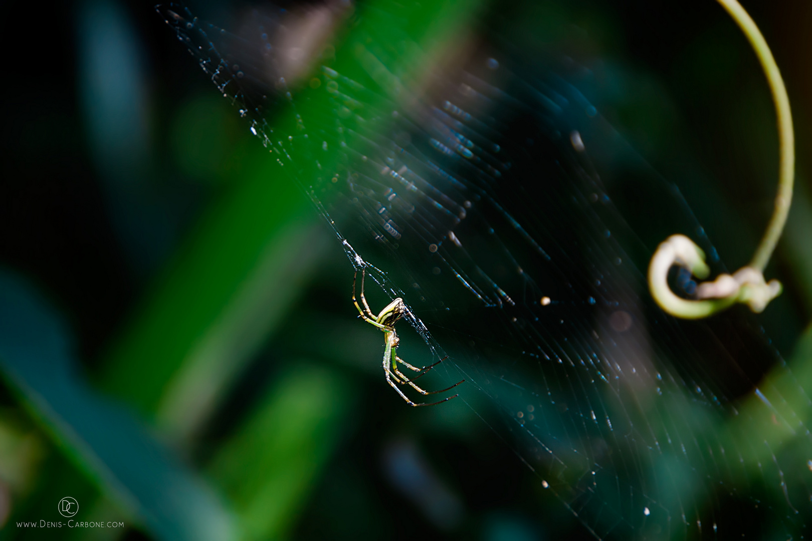 Taiwanesische Spinne