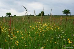 Taizé - Natur mit vielen Blumen und Gräsern