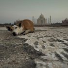 Taj and dog