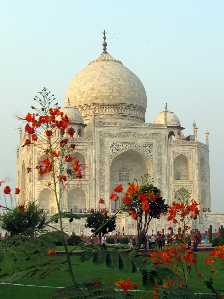 TAJ MAHAL en fleurs