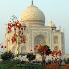 TAJ MAHAL en fleurs