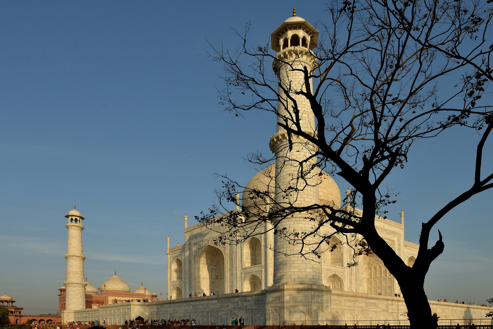 Taj Mahal mit Baum