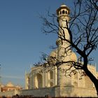 Taj Mahal mit Baum