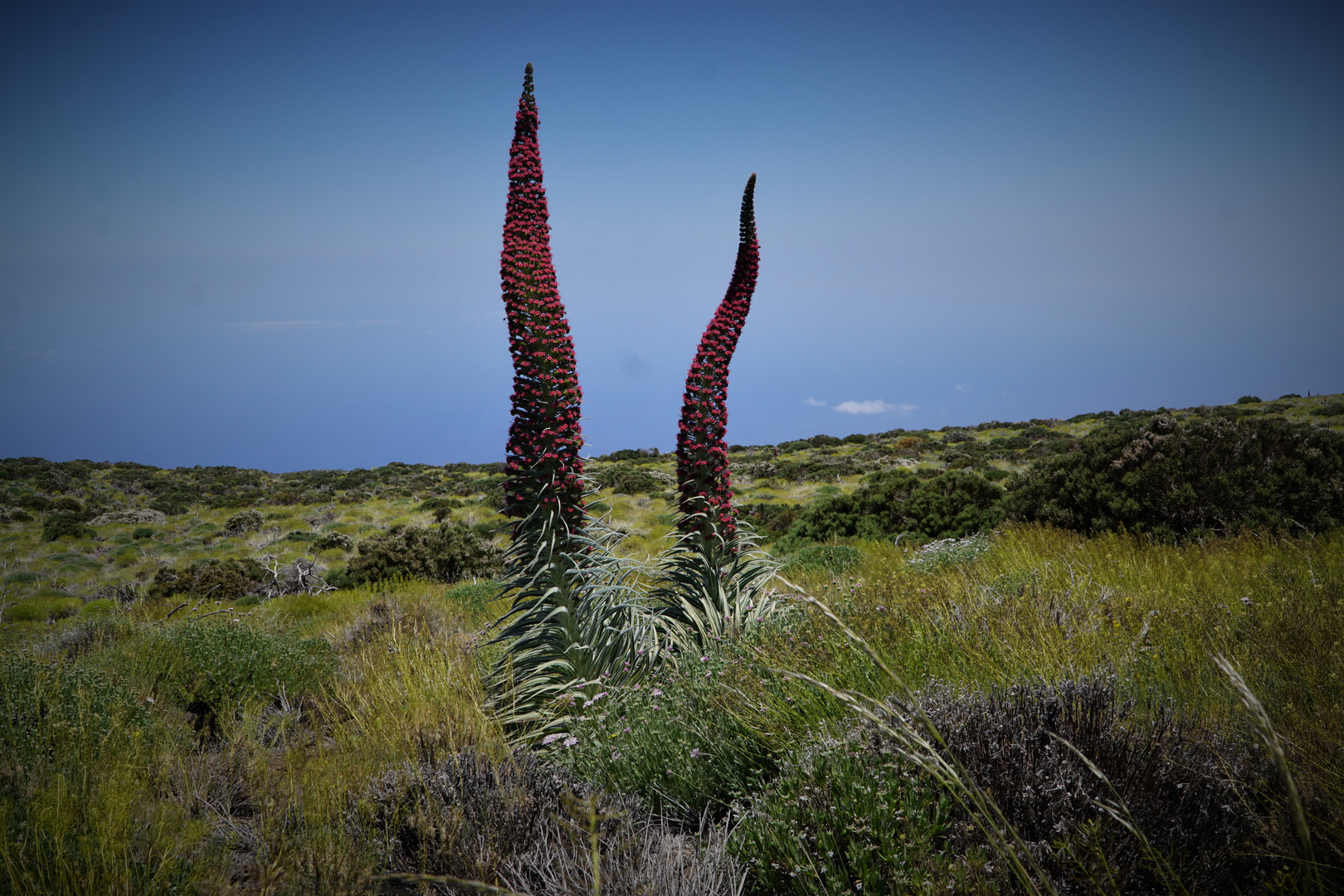 Tajinaste Blüte im Teide National Park Teneriffa