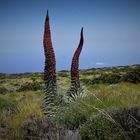 Tajinaste Blüte im Teide National Park Teneriffa
