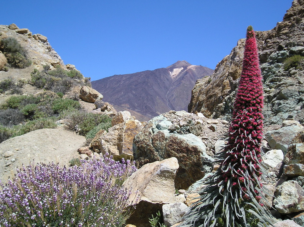 Tajinaste del Teide de Luz Belén 