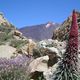 Tajinaste del Teide