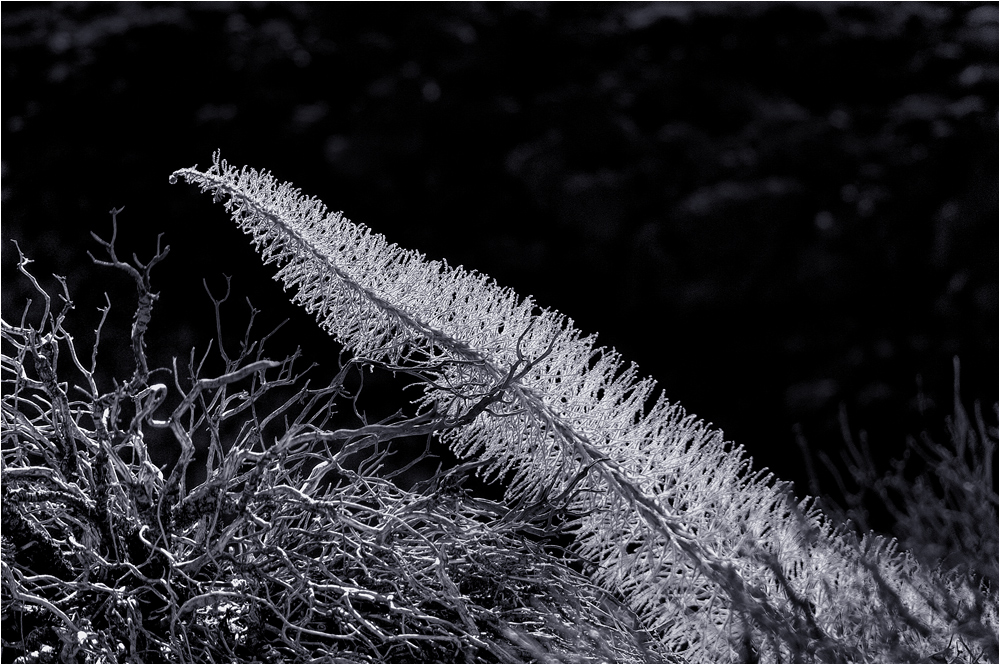 Tajinaste im Winterkleid