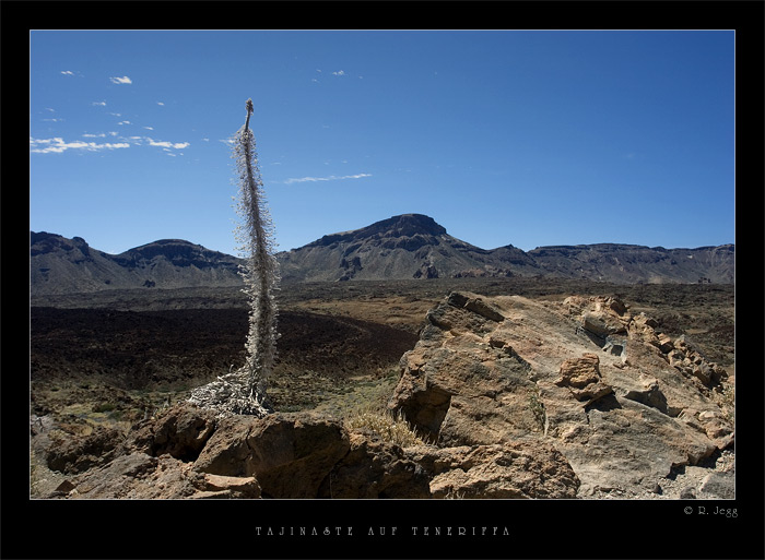 Tajinaste (Las Canadas, Teneriffa)